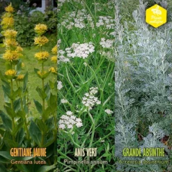 Coffret De Semences Médicinales Aromatique Apéritifs Régionaux 13 Coffret De Semences Médicinales Aromatique Apéritifs Régionaux -Promos Jardesia Magasin 645a39a750fff5.57002845