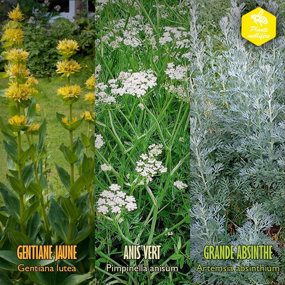 Coffret De Semences Médicinales Aromatique Apéritifs Régionaux 7 Coffret De Semences Médicinales Aromatique Apéritifs Régionaux – Image 7