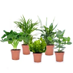Plantes D'intérieur Purificatrices D'air - Mix De 5 - Pot 12cm - Hauteur 25-40cm