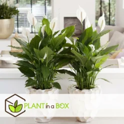 Plantes D'intérieur Purificatrices D'air - Mix De 5 - Pot 12cm - Hauteur 25-40cm -Promos Jardesia Magasin 645a3a104eada8.89065766