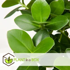 Plantes D'intérieur Purificatrices D'air - Mix De 5 - Pot 12cm - Hauteur 25-40cm -Promos Jardesia Magasin 645a3a1057bee5.82607772