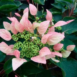 Schizophragma Hydrangeoides 'roseum' - Schizophragma Hydrangeoides 3l -Promos Jardesia Magasin 645d6487257c62.48362982
