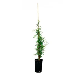 Sollya Heterophylla "alba" - Sollya Heterophylla 3l -Promos Jardesia Magasin 6462273d4d69c0.06698975