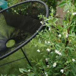 Sollya Heterophylla "alba" - Sollya Heterophylla 3l -Promos Jardesia Magasin 6462273d5708b7.55576589