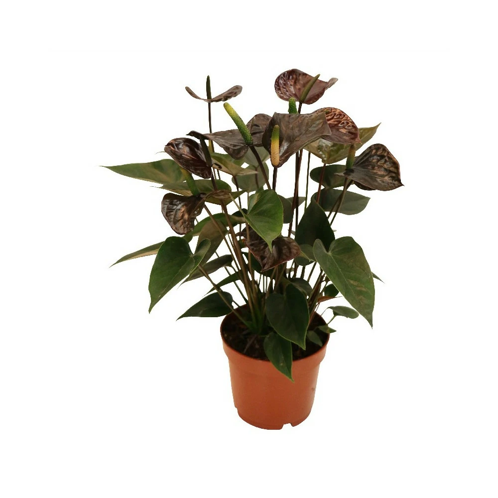 Anthurium Andreanum "black Karma" - Avec Fleur Noire Dans Un Pot De 12cm 1 Anthurium Andreanum "black Karma" - Avec Fleur Noire Dans Un Pot De 12cm