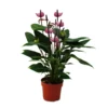 Fleur De Flamant Rose "purple Fiorino" Violet Anthurium Andreanum 14cm