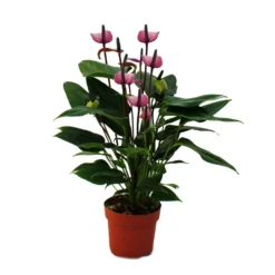 Fleur De Flamant Rose "purple Fiorino" Violet Anthurium Andreanum 14cm