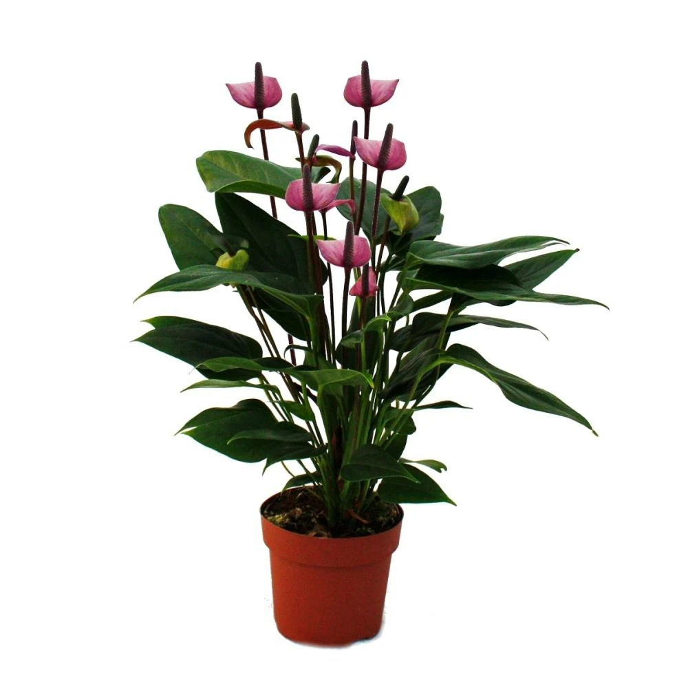 Fleur De Flamant Rose "purple Fiorino" Violet Anthurium Andreanum 14cm 1 Fleur De Flamant Rose "purple Fiorino" Violet Anthurium Andreanum 14cm