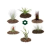 6 Tillandsias Différentes Dans Un Ensemble