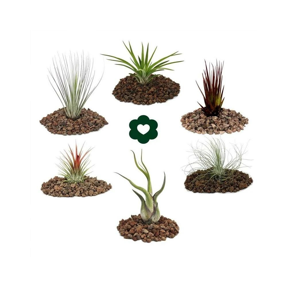 6 Tillandsias Différentes Dans Un Ensemble 1 6 Tillandsias Différentes Dans Un Ensemble