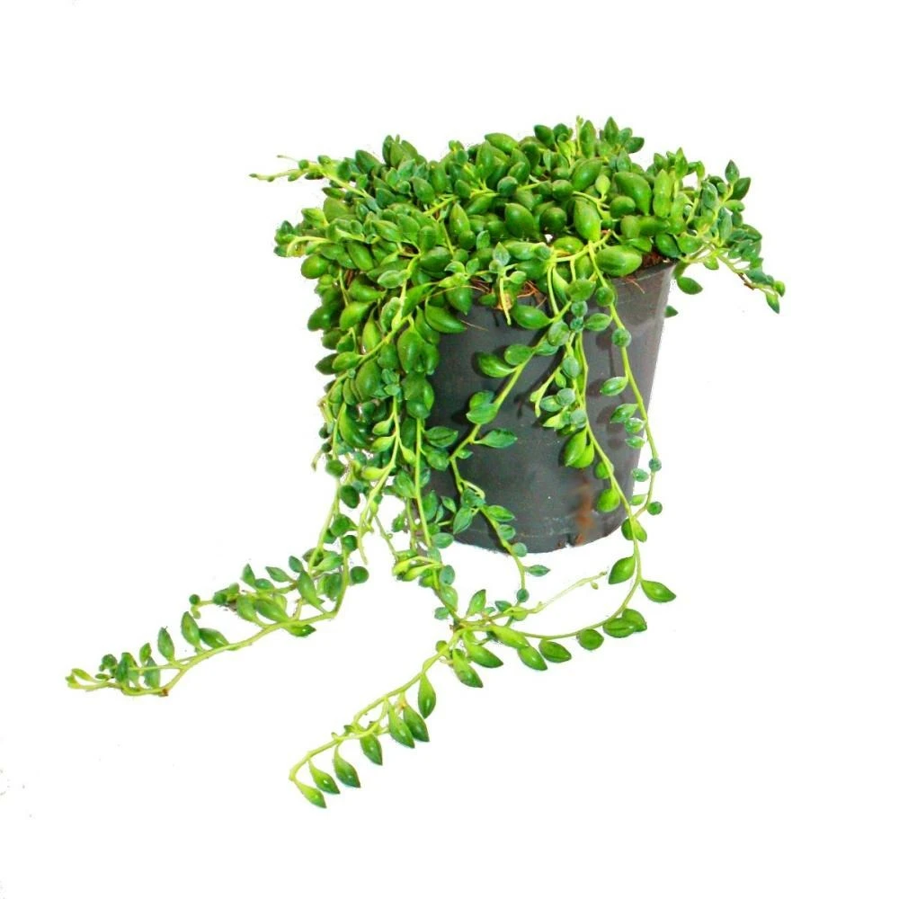 Pois Sur Ruban - Senecio Herreanus En Pot De 12cm 1 Pois Sur Ruban - Senecio Herreanus En Pot De 12cm