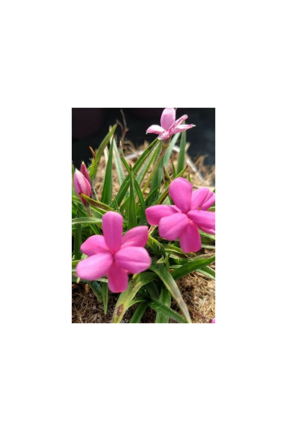 Rhodohypoxis 'paula' - 2l 1 Rhodohypoxis 'paula' - 2l