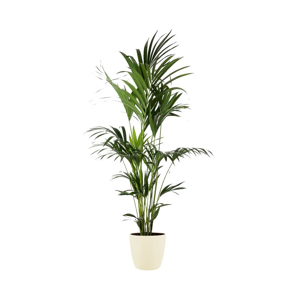 Kentia Palme - Howea Forsteriana - Xxl - Environ 165cm De Haut - Dans Le Pot "brussels" - Crème 1 Kentia Palme - Howea Forsteriana - Xxl - Environ 165cm De Haut - Dans Le Pot "brussels" - Crème