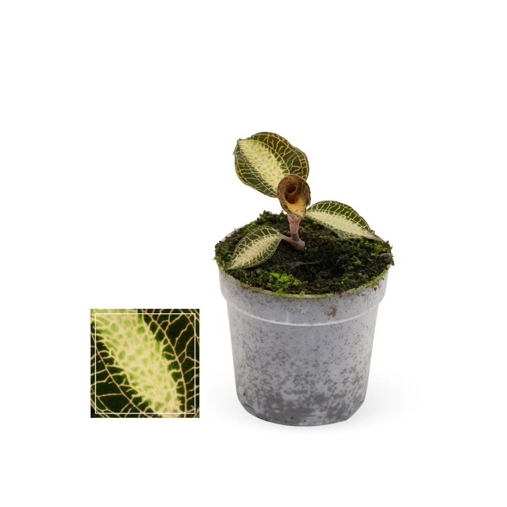 Jewel Orchid - Macodes Petola Pearl - Mini Orchidée Terrestre à Feuilles Fantaisies - Pot 6cm 1 Jewel Orchid - Macodes Petola Pearl - Mini Orchidée Terrestre à Feuilles Fantaisies - Pot 6cm