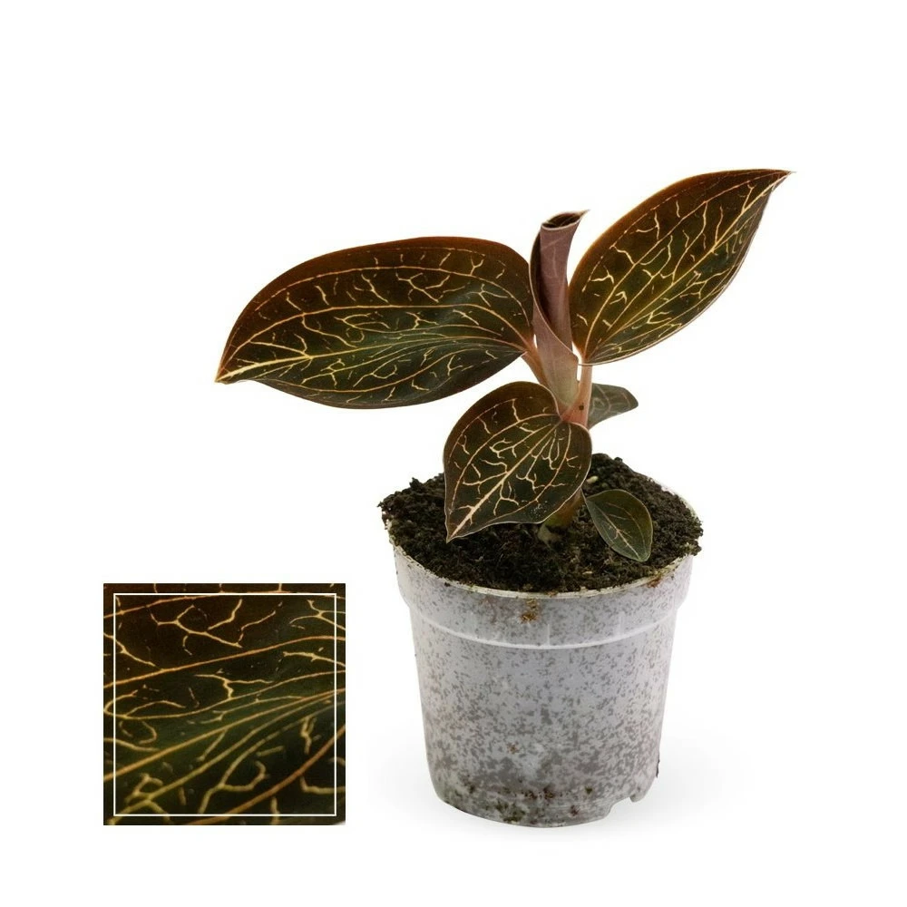 Jewel Orchid - Macodes Anoectochilus Garnet - Mini Orchidée Terrestre à Feuilles Fantaisies - Pot 6cm 1 Jewel Orchid - Macodes Anoectochilus Garnet - Mini Orchidée Terrestre à Feuilles Fantaisies - Pot 6cm