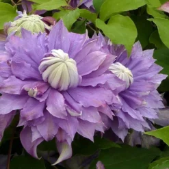 Clématite Diamantina Regal® Evipo039(n) - Clematis 3l