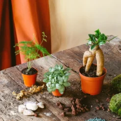 Kit Terrarium Diy 3 Plantes