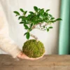 Kokedama - Bonsaï Ficus Retusa