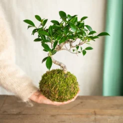 Kokedama - Bonsaï Ficus Retusa