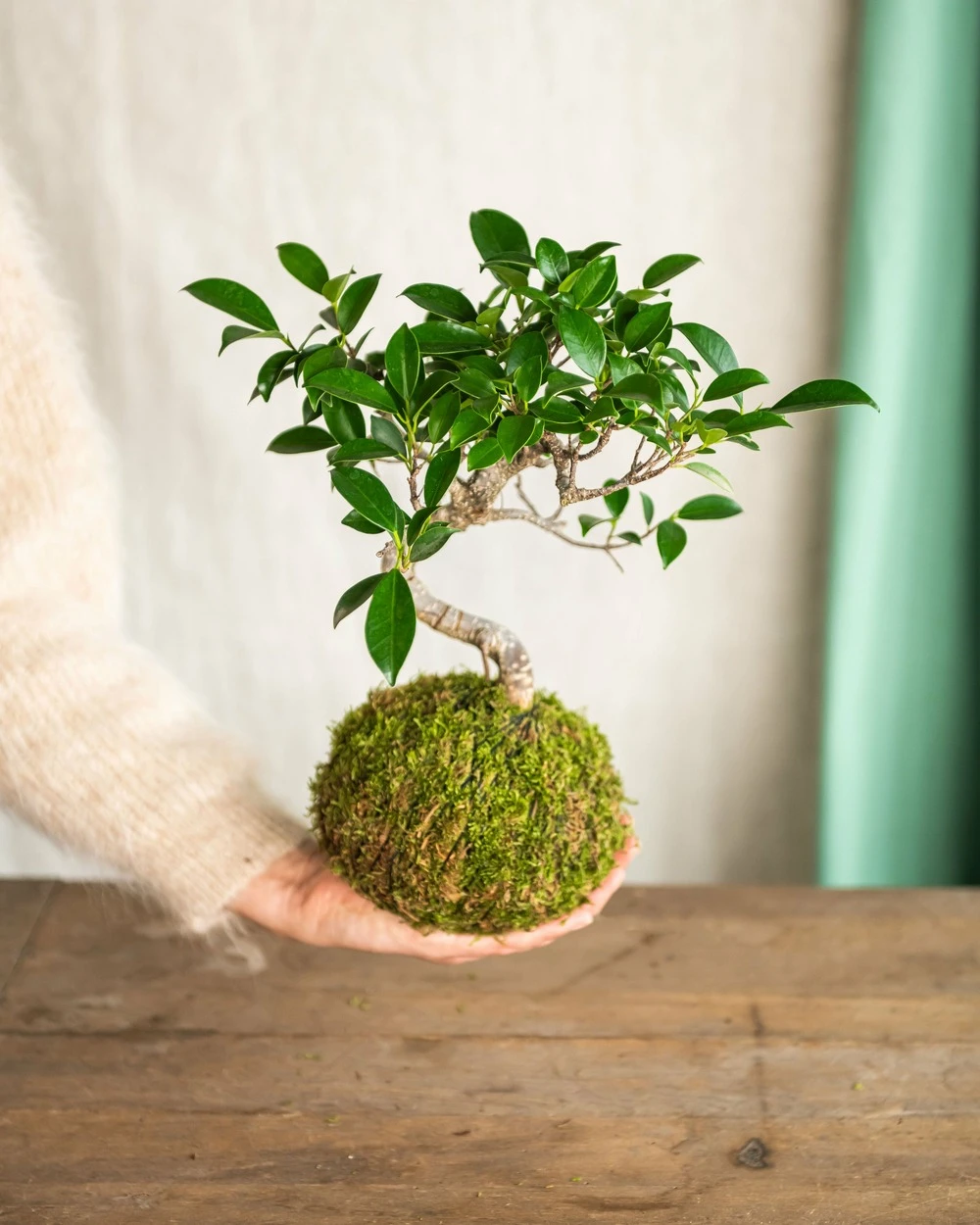 Kokedama - Bonsaï Ficus Retusa 1 Kokedama - Bonsaï Ficus Retusa