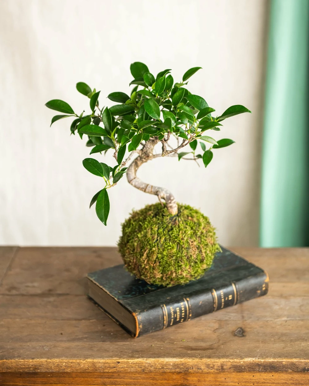 Kokedama - Bonsaï Ficus Retusa 2 Kokedama - Bonsaï Ficus Retusa – Image 2