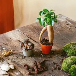 Kit Terrarium Diy 2 Plantes