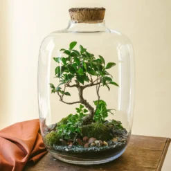 Balangan - Terrarium Xxl