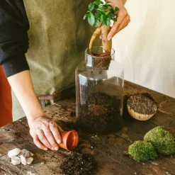 Kit Terrarium Diy - Napoli -Promos Jardesia Magasin 64773f08a60e42.21844607