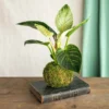Kokedama - Philodendron Birkin