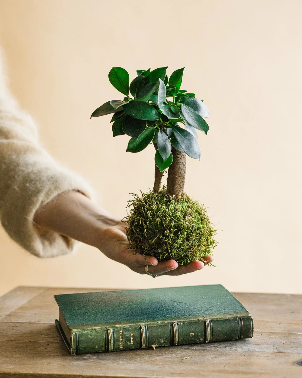 Kokedama - Ficus Microcarpa 2 Kokedama - Ficus Microcarpa – Image 2