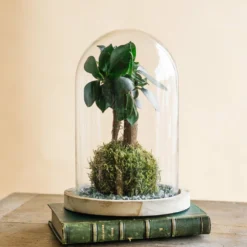 Kokedama - Ficus Microcarpa 5 Kokedama - Ficus Microcarpa -Promos Jardesia Magasin 64773f126ae191.42345436