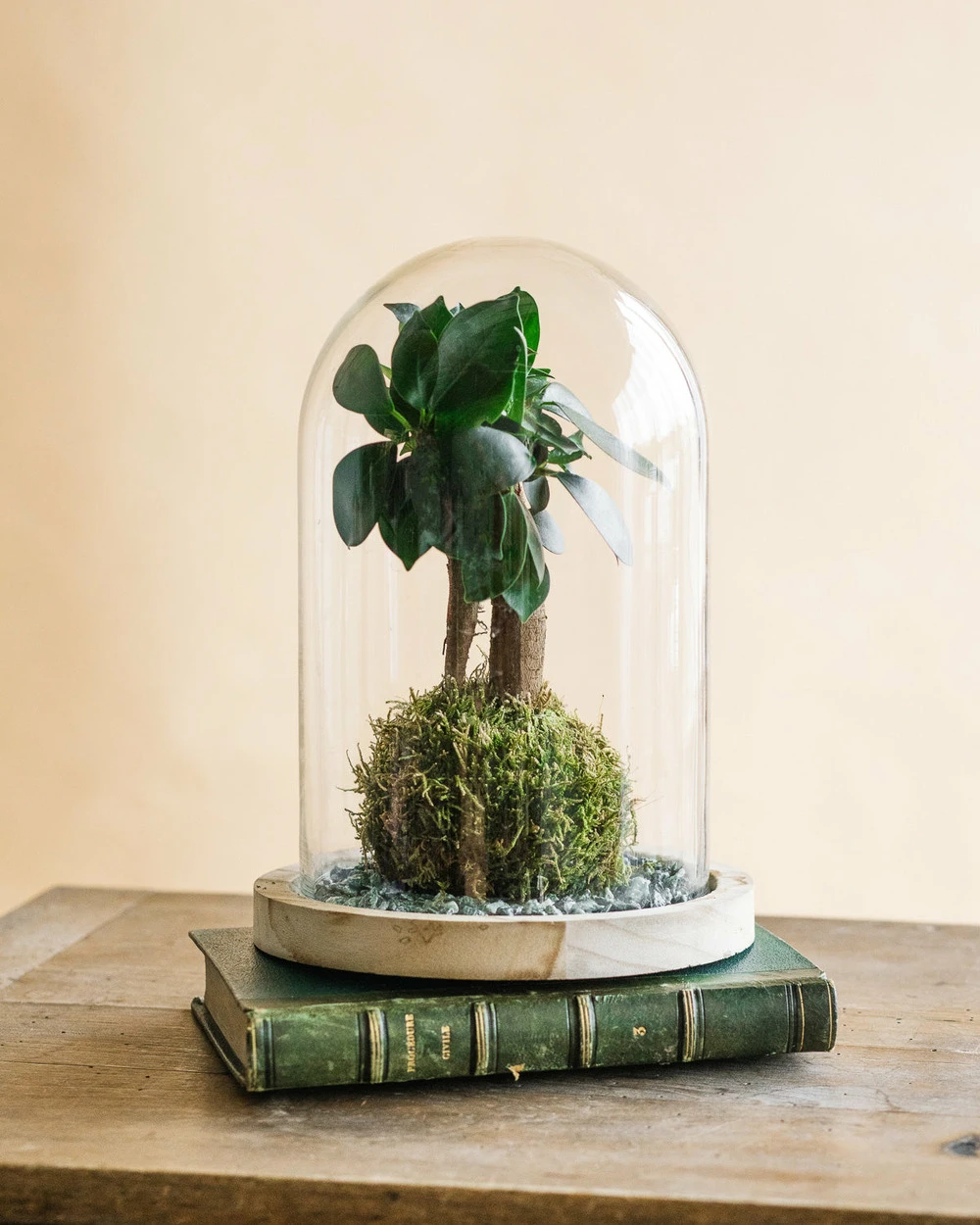 Kokedama - Ficus Microcarpa 3 Kokedama - Ficus Microcarpa – Image 3