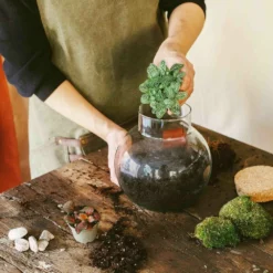 Kit Terrarium Diy - Noumea 5 Kit Terrarium Diy - Noumea -Promos Jardesia Magasin 64773f1345b485.55307375