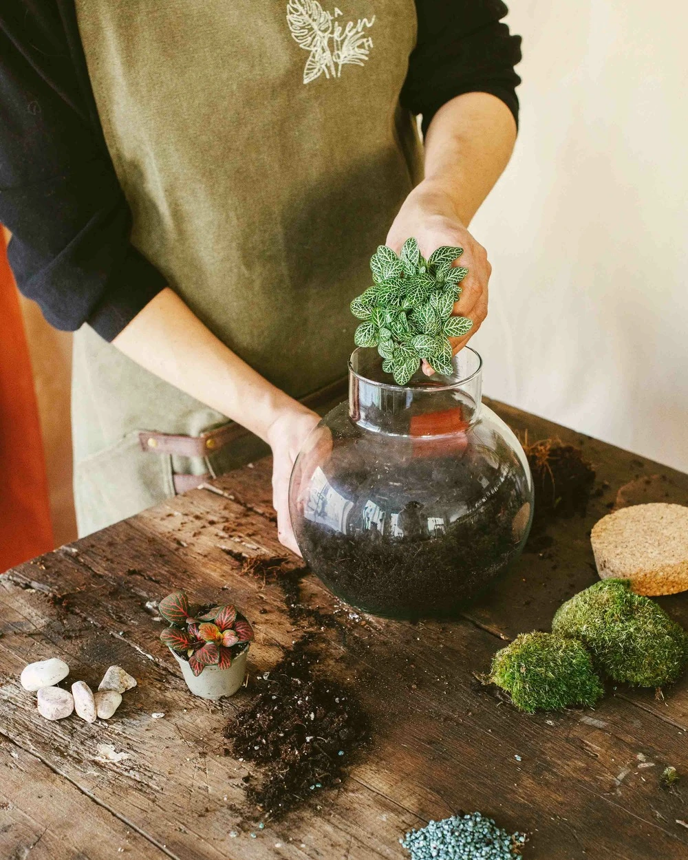 Kit Terrarium Diy - Noumea 3 Kit Terrarium Diy - Noumea – Image 3