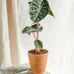 Plante D'intérieur - Alocasia Pink Dragon 25cm