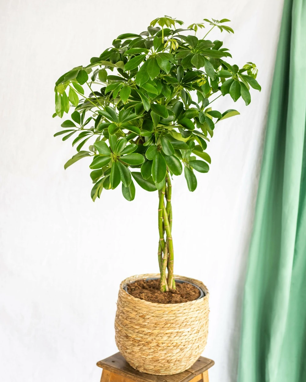 Plante D'intérieur - Schefflera Xl 90cm 2 Plante D'intérieur - Schefflera Xl 90cm – Image 2