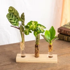 Plante D'intérieur - Trio De Mini Plantes En Hydroculture Sur Socle 11cm