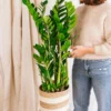 Plante D'intérieur - Zamioculcas Zamifiolias Xl 95cm