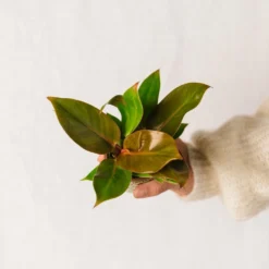 Plante D'intérieur - Mini Philodendron Prince Of Orange 10cm