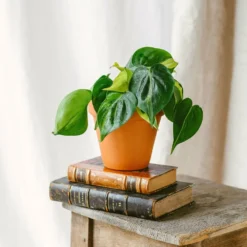 Plante D'intérieur - Philodendron Scandens Brazil M 10cm