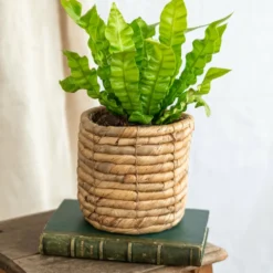 Plante D'intérieur - Asplenium Crispy Wave 20cm