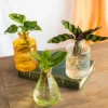 Plante D'intérieur - Salina Trio De Plantes En Hydroculture - Jaune 11cm