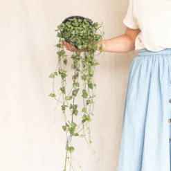 Plante D'intérieur - Grand Ceropegia Woodi - Suspension 30cm