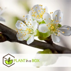 3 Pommes Différentes Sur 1 Arbre - Pot 17 Cm - Hauteur 60-70cm 7 3 Pommes Différentes Sur 1 Arbre - Pot 17 Cm - Hauteur 60-70cm -Promos Jardesia Magasin 6478b275eb1777.08001142