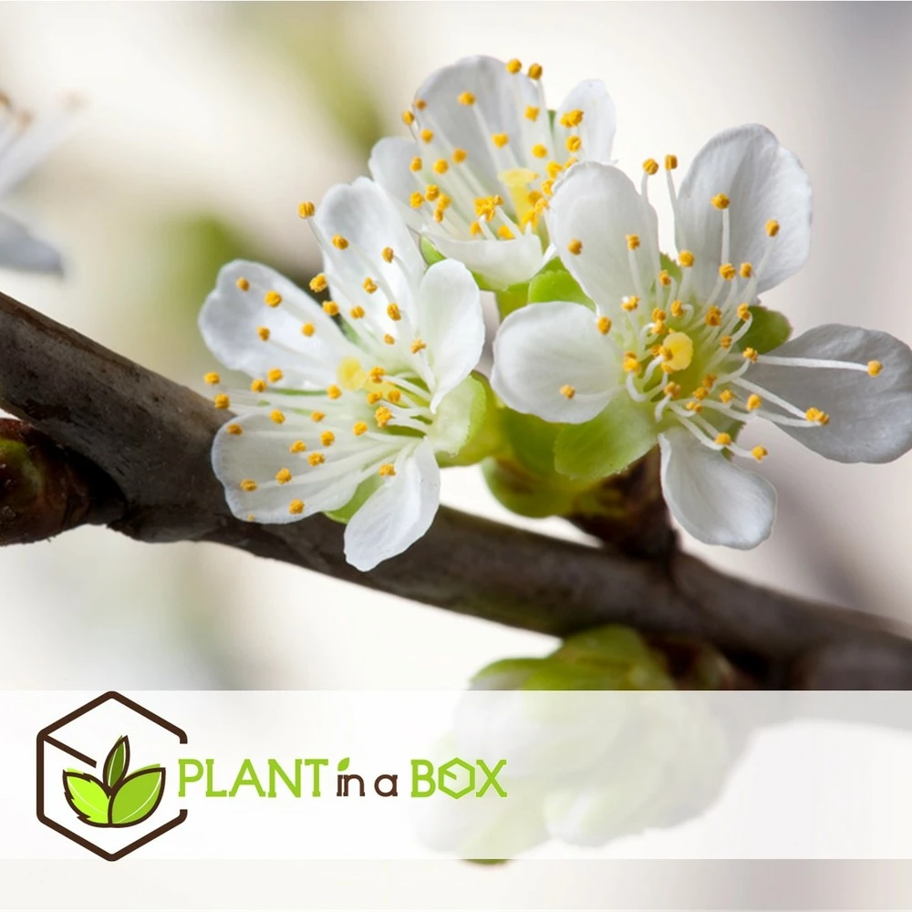 3 Pommes Différentes Sur 1 Arbre - Pot 17 Cm - Hauteur 60-70cm 4 3 Pommes Différentes Sur 1 Arbre - Pot 17 Cm - Hauteur 60-70cm – Image 4