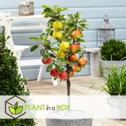 3 Pommes Différentes Sur 1 Arbre - Pot 17 Cm - Hauteur 60-70cm 6 3 Pommes Différentes Sur 1 Arbre - Pot 17 Cm - Hauteur 60-70cm -Promos Jardesia Magasin 6478b276016da1.99677535