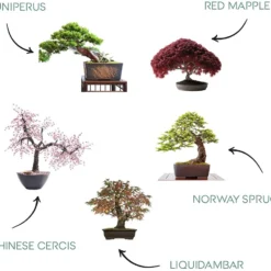 Mini Kit Prêt à Pousser Bonsai -Promos Jardesia Magasin 6478c8124b1732.85446873