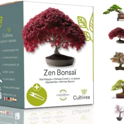 Mini Kit Prêt à Pousser Bonsai