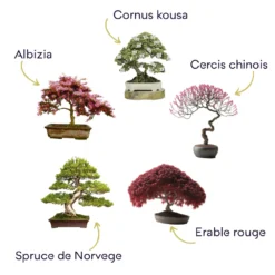 Kit Bonsaï Premium Prêt à Pousser -Promos Jardesia Magasin 6478c81329b750.65904913