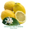Citronnier Des 4 Saisons "citrus Limon" Tailles:pot De 9 Litres, Hauteur 80/100 Cm